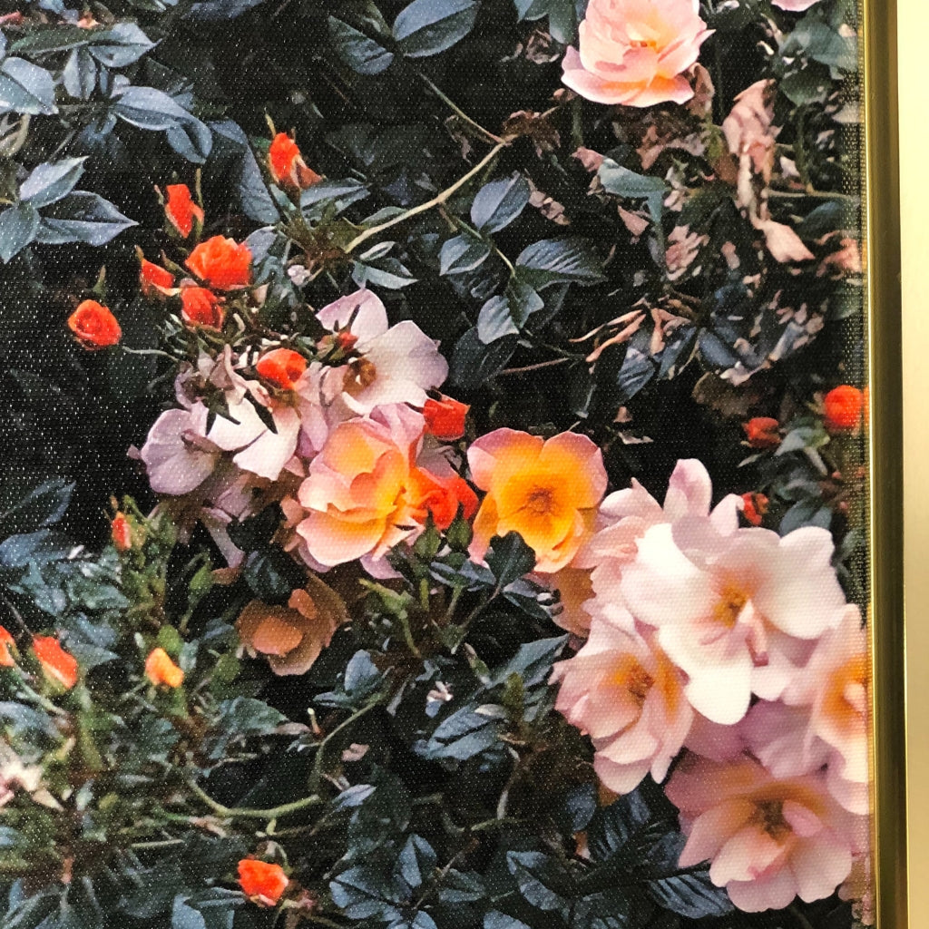 Enchanting Rose Blossom