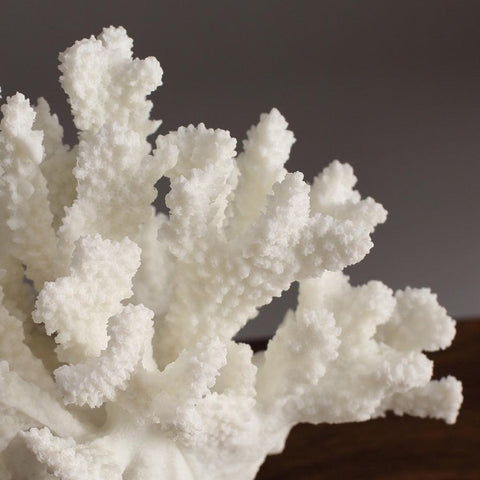 Image of Cluster Coral on Faux Marble Base