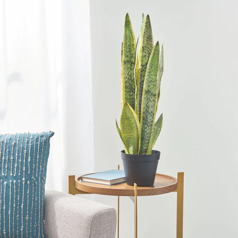 Image of Morrow Artificial Tabletop Snake Plant, Green